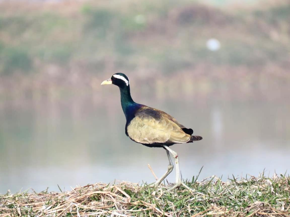 Ibishouse Farm Stay Bharatpur Exteriér fotografie