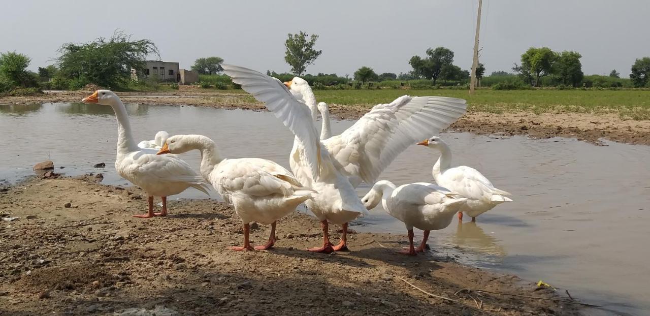 Ibishouse Farm Stay Bharatpur Exteriér fotografie