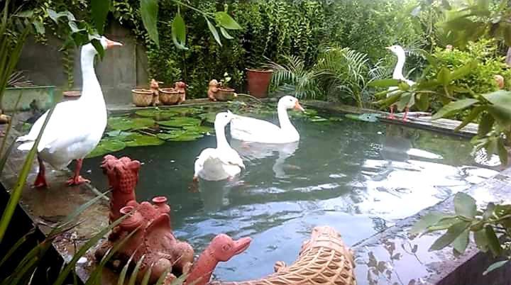 Ibishouse Farm Stay Bharatpur Exteriér fotografie