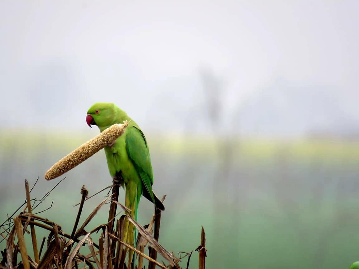Ibishouse Farm Stay Bharatpur Exteriér fotografie