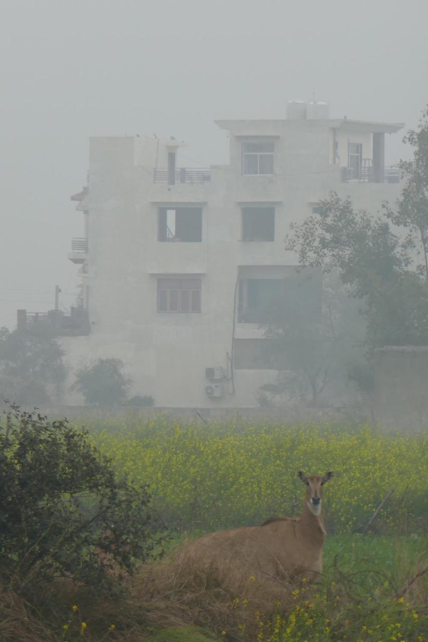 Ibishouse Farm Stay Bharatpur Exteriér fotografie
