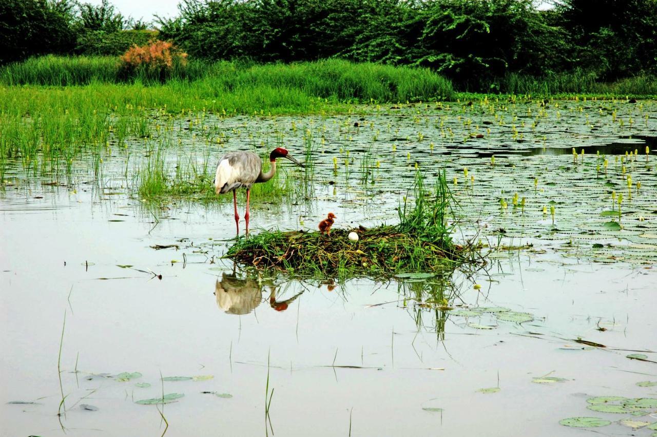 Ibishouse Farm Stay Bharatpur Exteriér fotografie