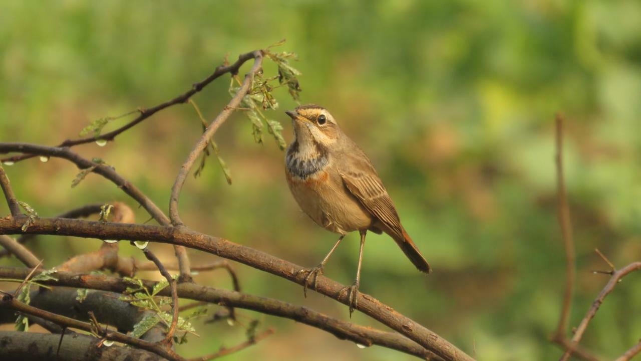 Ibishouse Farm Stay Bharatpur Exteriér fotografie