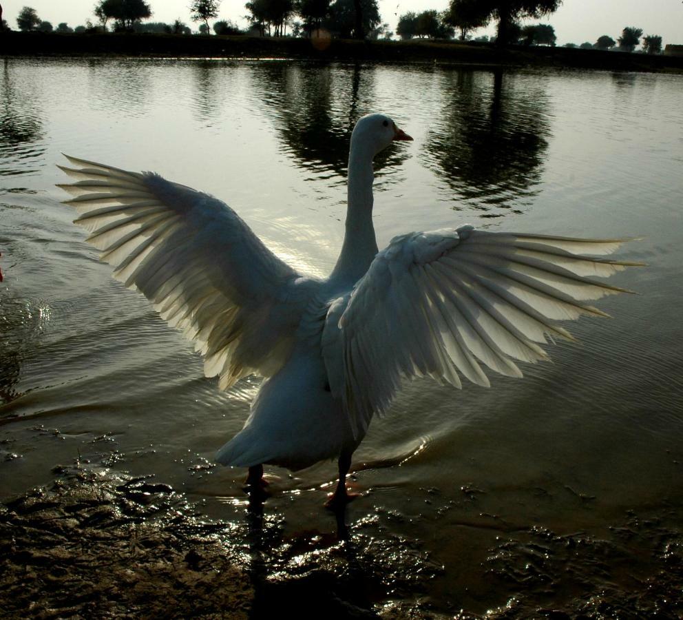 Ibishouse Farm Stay Bharatpur Exteriér fotografie