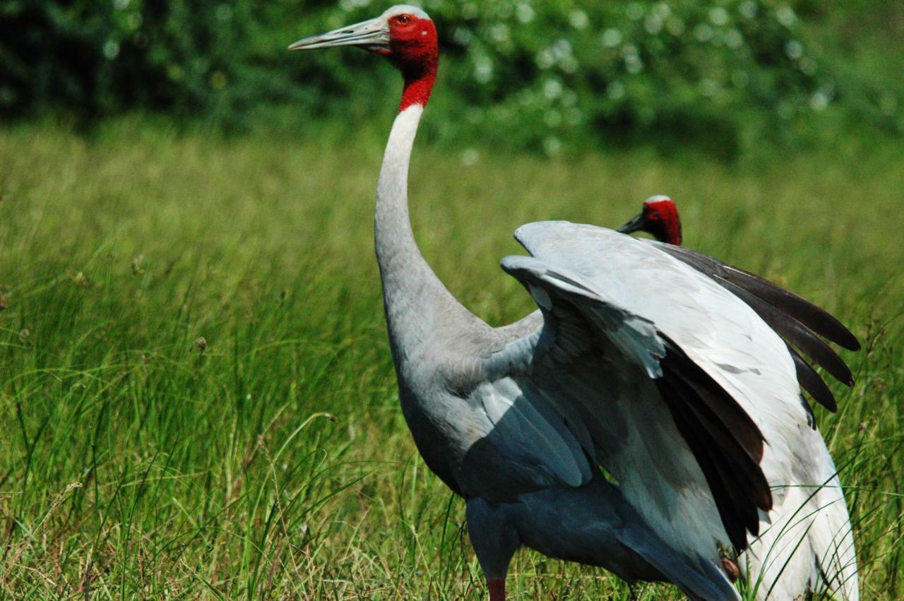 Ibishouse Farm Stay Bharatpur Exteriér fotografie